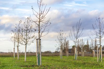 Apple Tree Planting in Honolulu, HI