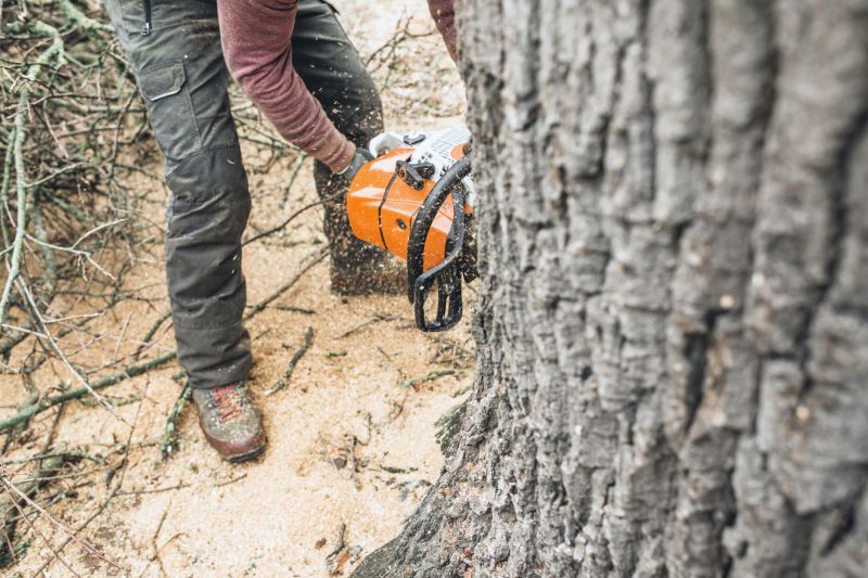 Arborist Pruning in Reno, NV