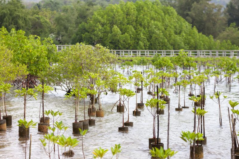 Fruit Tree Planting in Ventura County, CA