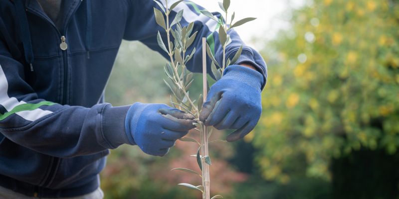 Magnolia Tree Planting in Ventura County, CA