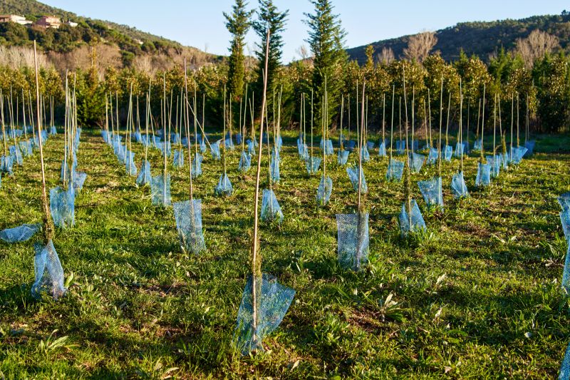 Maple Tree Planting in Honolulu, HI
