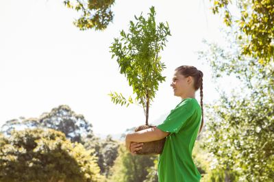 Palm Tree Planting in Ventura County, CA